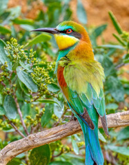 Obraz premium Rainbow bee eater