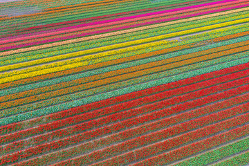 Blooming tulip fields from a bird's eye view in the Netherlands
