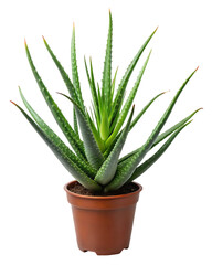 Aloe Vera png