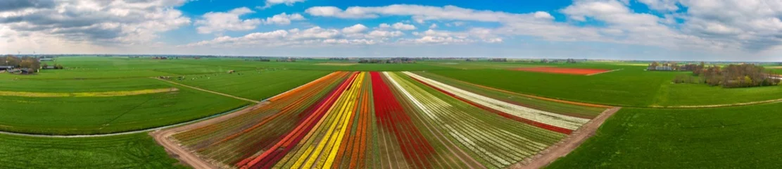 Fototapeten Blooming tulip fields from a bird's eye view in the Netherlands © fotografci