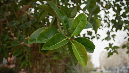 Close-up of green rubber fig leaves ficus elastica, native to eastern parts of south and southeast asia, a common houseplant grown outdoors in murcia, spain.