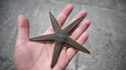 Hand Holding Starfish in Close-up Shot. Close-up of Hand with Starfish