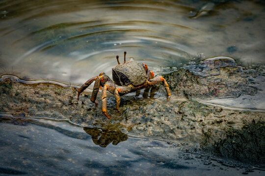 male fiddler crab in the mud with huge claw