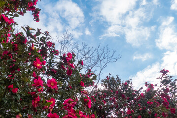 晴れた公園　真っ赤なサザンカが咲く風景