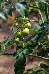 Tomato plants in greenhouse Green tomatoes plantation.
