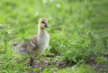 Canadian gosling close up, looking for food in the vegetation on the edge of a lake.