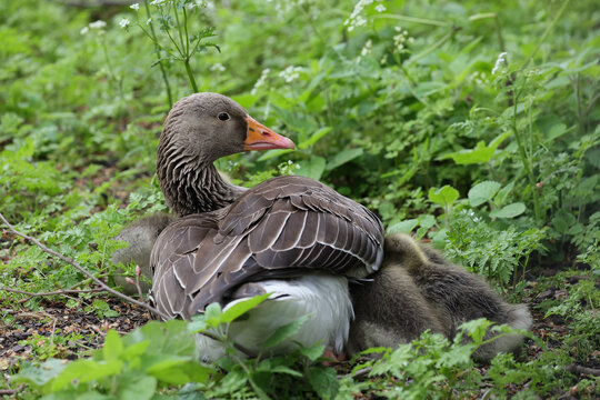 Canadian gosling sits under mother wing in the vegetation on the edge of a lake.
