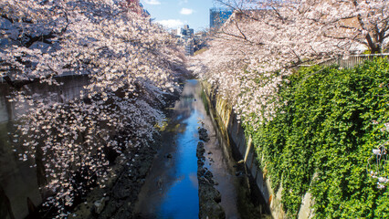 河川の桜