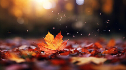 Depth of field, capturing of fallen autumn leaves in water and rainy weather.
