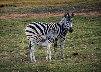Fototapeta na wymiar Zebras sind cool