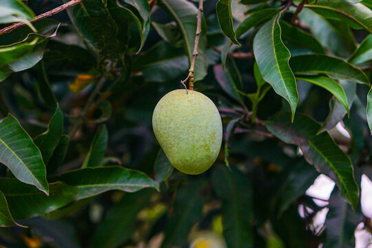 Mango tropical fruit on green leaf background