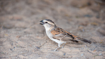 Great Sparrow ( Passer motitensis ) Kgalagadi Transfrontier Park, South Africa