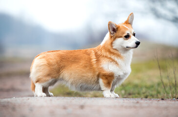 Corgi dog stands sideways during training - 764954776