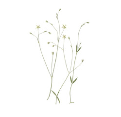 Pressed and dried meadow flowers. Delicate vintage herbarium. Composition of the flowers on a white...