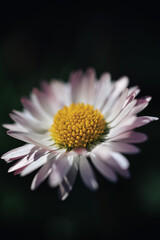 beautiful flower Bellis perennis close up, macro © Ishtvan
