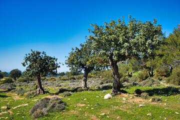 Carob trees in the open forest near Pissouri, border Paphos and Limassol Districts, south coast of Cyprus, on a sunny day.
 - obrazy, fototapety, plakaty