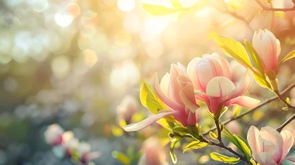 Fototapeten Beautiful Magnolia in full bloom  © Ziyan