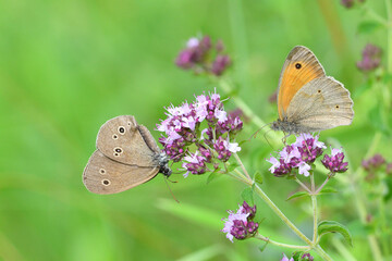 Satyrinae butterfly and bee sitting together on origanum flower - 764967394