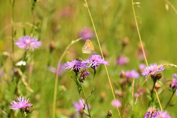 Satyrinae butterflies fly in a meadow full of colorful flowers - 764967556
