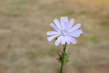 Common Chicory or Cichorium intybus flower blossoms against the background of a field - obrazy, fototapety, plakaty
