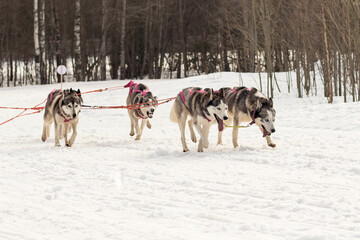 A group of husky dogs in a sled are running at speed along the snowy surface.