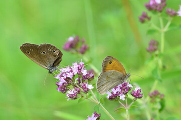 Satyrinae butterfly and bee sitting together on origanum flower - 764967784