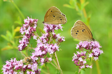 Satyrinae butterflies fly in a meadow full of colorful flowers - 764967796