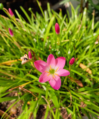 Fototapeta premium Pink flowers blooming in garden, nature photography, natural gardening background, floral wallpaper