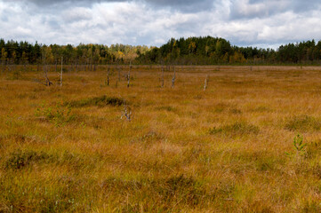Swamp in autumn landscape, horizontal picture - 764972325