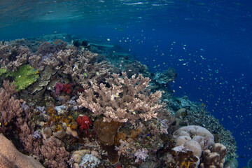 Corals compete for space to grow on a shallow, biodiverse reef in Raja Ampat, Indonesia. This tropical region is known as the heart of the Coral Triangle due to its incredible marine biodiversity.