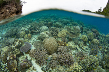 Naklejka na ściany i meble Corals compete for space to grow on a shallow, biodiverse reef in Raja Ampat, Indonesia. This tropical region is known as the heart of the Coral Triangle due to its incredible marine biodiversity.