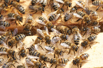 Buckfast Bienen im Stock auf den Honig Waben