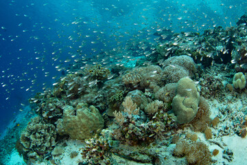 Cardinalfish school around a coral bommie on a biodiverse reef in Raja Ampat, Indonesia. This tropical region is known as the heart of the Coral Triangle due to its incredible marine biodiversity.
