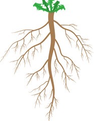 The structure of the taproot system.