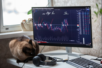 A trader's desktop in a home environment. A cat is sitting on the table and there is a computer...