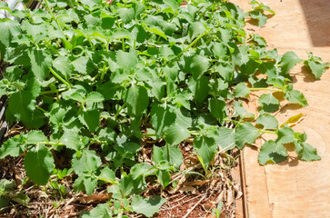 Thick Leaf Mint On The Ground