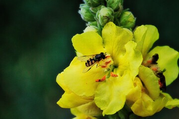 bee on yellow flower