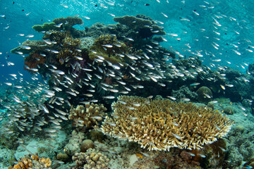 Fototapeta na wymiar Cardinalfish school around a coral bommie on a biodiverse reef in Raja Ampat, Indonesia. This tropical region is known as the heart of the Coral Triangle due to its incredible marine biodiversity.