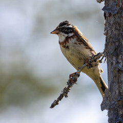 Rustic bunting