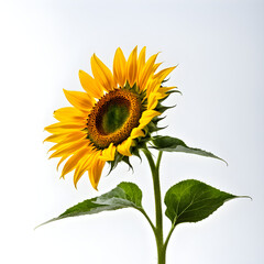 Obraz premium sunflower isolated on white background