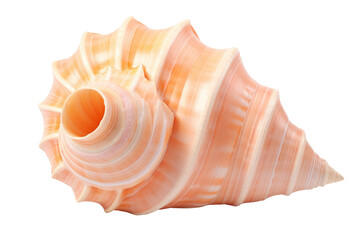 Obraz premium Ethereal Elegance: A Majestic Sea Shell Rests on a Pure White Canvas.