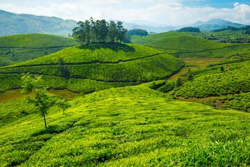 Green rolling hills with tea plantations. Munnar, Kerala, India - 764982504