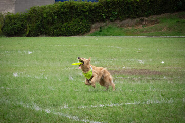 Golden retriever dog wearing yellow bandana jumping playing catching yellow frisbee disc. Disc dog....