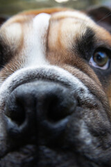 English Bulldog puppy portrait close up. Selective focus