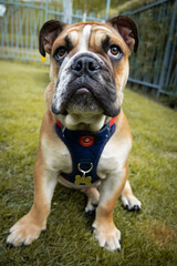 English Bulldog puppy portrait sitting on grass background.  Selective focus