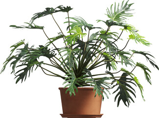 Side view of potted houseplant - split-leaf philodendron