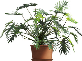 Side view of potted houseplant - split-leaf philodendron © Matheus