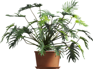 Side view of potted houseplant - split-leaf philodendron