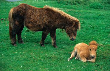 Poney des Shetland,