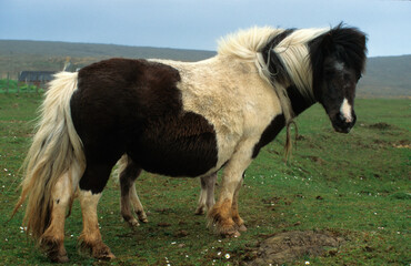 Poney des Shetland,
